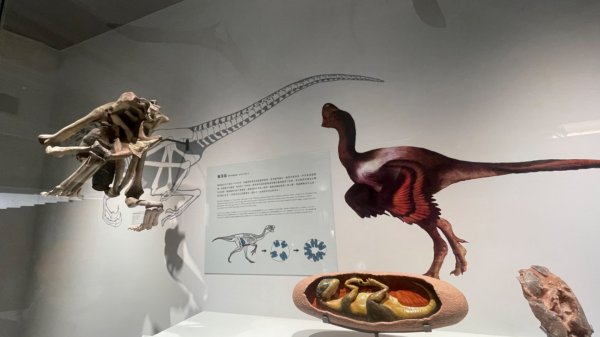 雨天備案💙 台灣博物館的古生代館-台大動植物館免費參觀-北投♨️季2799017