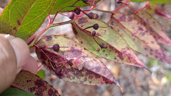 嘉義縣最遙遠的南霞山2698980