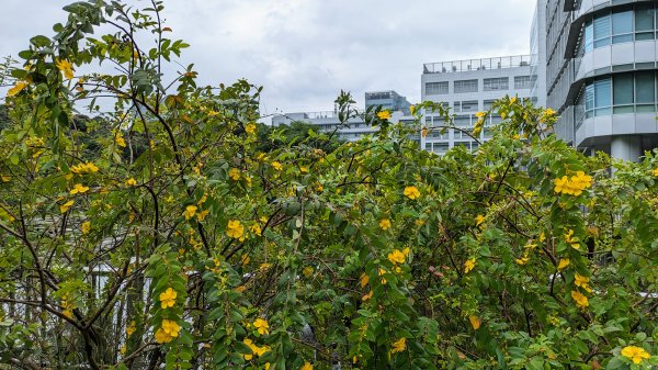 南港四分溪,三重埔埤濕地復育,大坑溪2502967