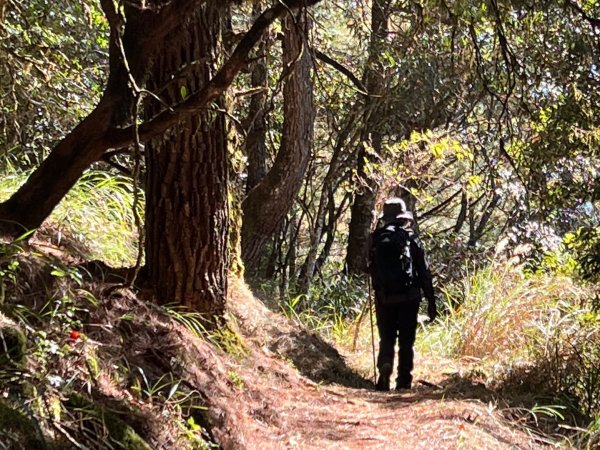 船型山環走大雪山210林道2978042