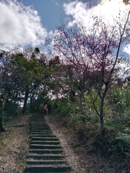 姜子寮山步道2734826