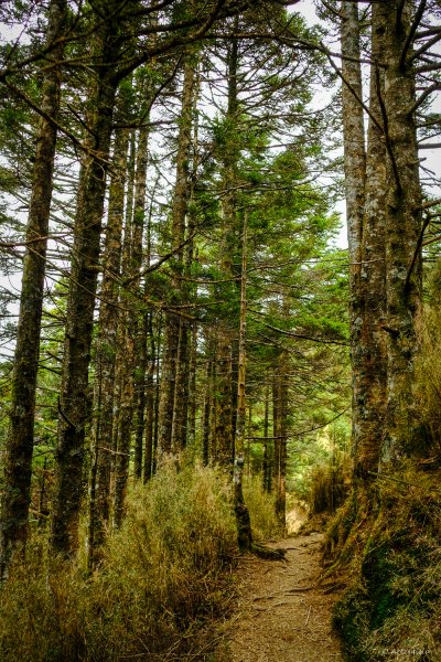 [冬訪大霸聖山岳參行]-榮耀桂冠B'bu' Papak聖稜精選輯2974832