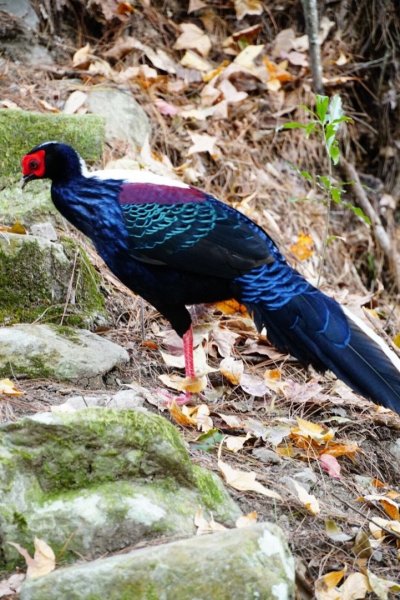 八仙山國家森林遊樂區527125