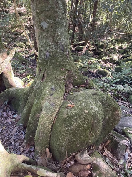 加里山隘勇線2913122