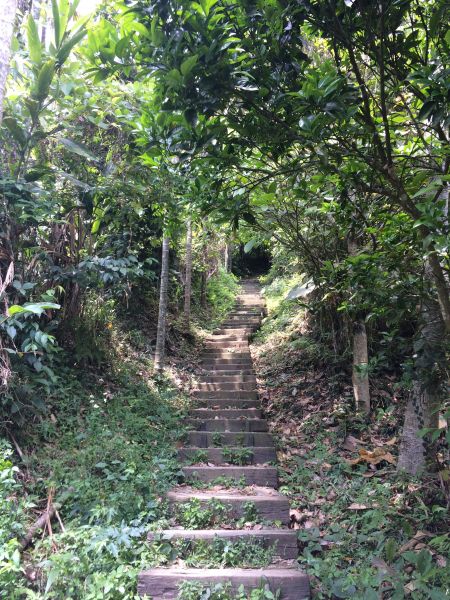 180408-樟腦寮-獨立山-大巃頂步道306139