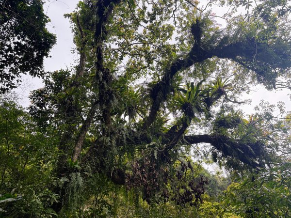 鯉魚山步道群2728327