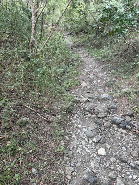 20251129大山母山步道2951870