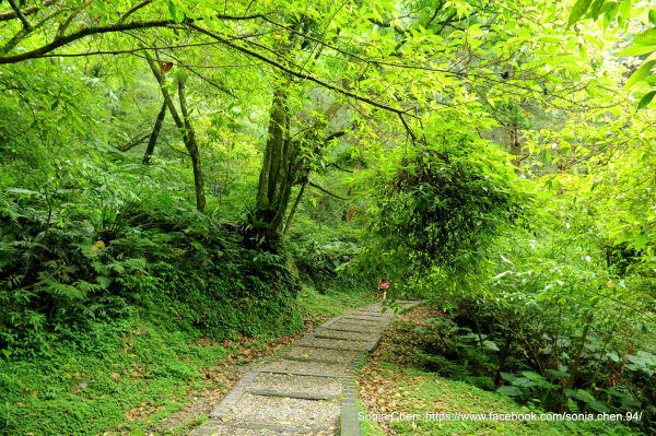 2025 D0509 東眼山森林知性步道 →  親子峰步道 → 東眼山自導式步道 → 小百岳 東眼山 O 走