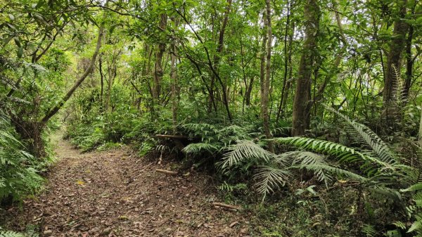 新北深坑，新翠谷登山步道3029697