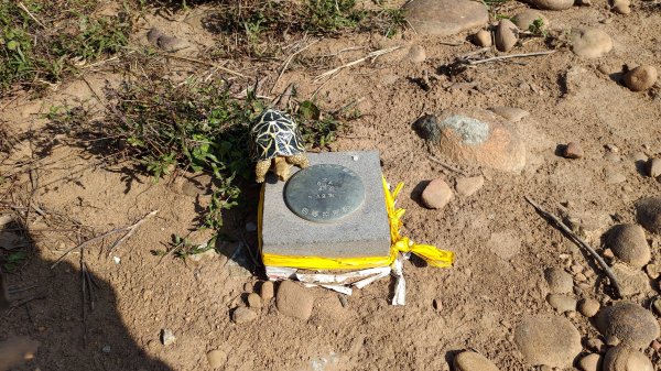 [苗栗]白虎縱走 | 白沙屯 - 通霄2737056