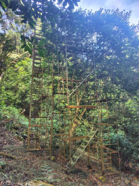 多納六秀 京大山2957591