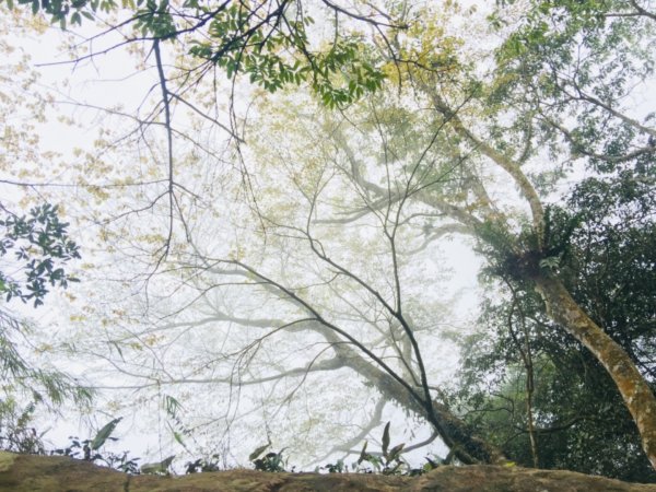 瓏美麗一週一步道（馬那邦山）558300