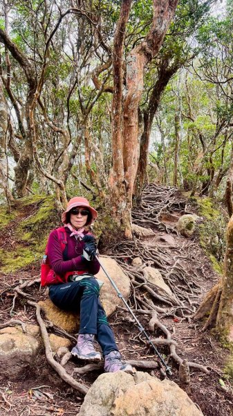 🌈12/28（日）北得拉曼神木+內鳥嘴山✨FB：熊熊趴爬走🌈2971294