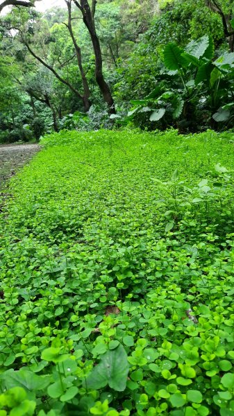 《彰化》玉蘭花香｜赤水崎公園步道及松柏坑山202308062241237