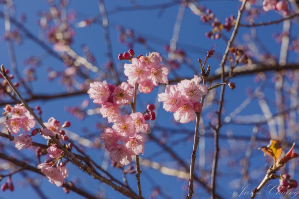 福壽山千櫻園櫻花季初開2717450