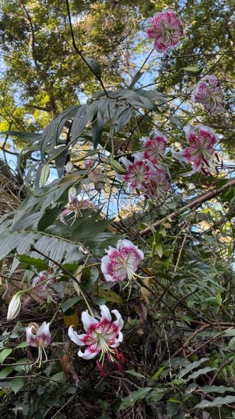 岩壁上的花、艷紅鹿子百合（12868976