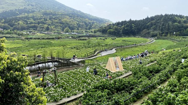 20210327-陽明山竹子湖+石門老梅綠石槽1439220