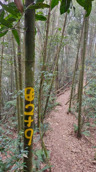 溪頭鳳凰山（米堤飯店香蕉園登山口）2070649