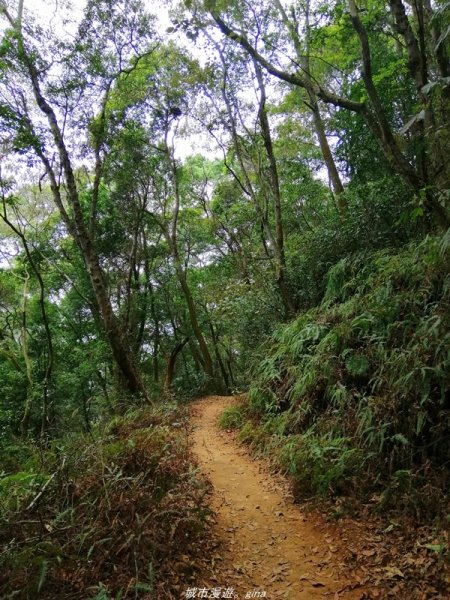 【南投】散步小百岳。 小百岳集起來。 編號48小百岳~橫山1386339