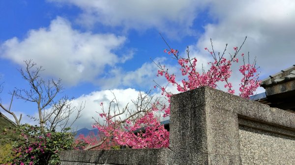 平菁街42巷櫻花怒放1251474