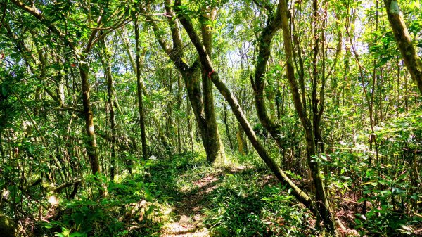 黃櫸皮寮山2898306