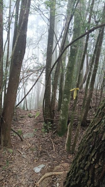 20251010 大雪山國家森林遊樂區 - 船型山林道 登 烏石坑山2911156
