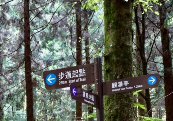 觀霧瀑布 賞鳥步道2927357