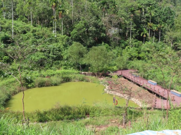 澀水森林步道(+水上瀑布)2915717