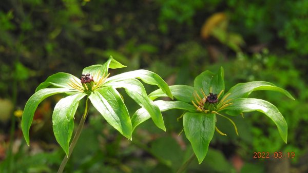 陽明山花季，追雲差強人意1646784