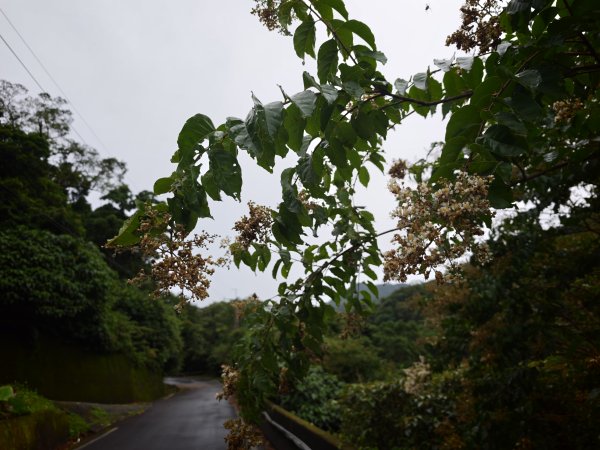 [淡蘭古道] 2026_0614 北路第三段_道路3075531