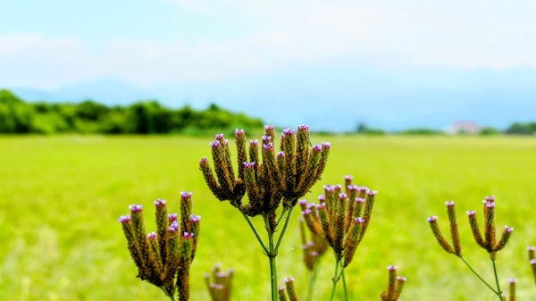 三奇美徑,52甲溼地2813348