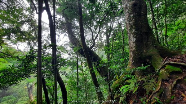 《雲林》望好望角｜石壁山嘉南雲峰步道(中側登山口）202506072805350