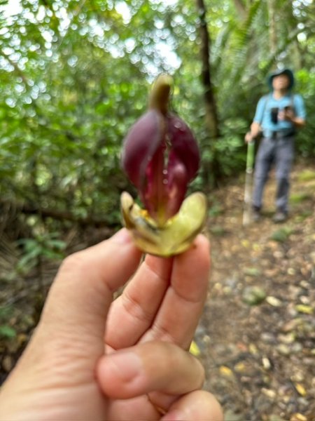 飛鳳山、中坑山、大阪根、賞血藤花O走2542611