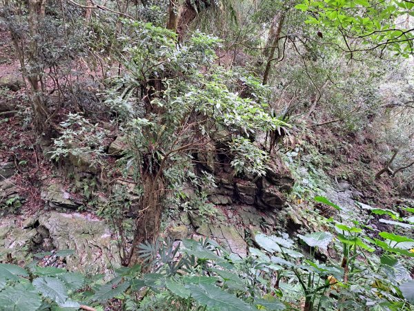 砂卡礑二日行D2：大同部落→千里眼山→砂卡礑步道→小錐麓步道→遊客中心202312032368719
