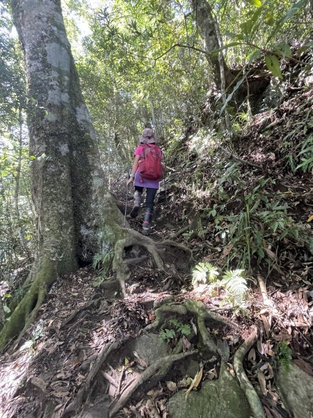 鵝公髻山-第一登山口來回-202408112573491