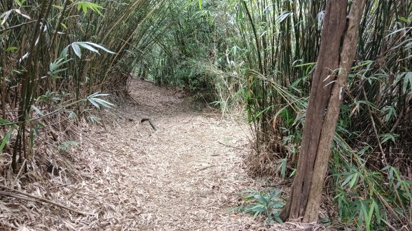 基隆市三角洲嶺山-三角洲嶺北峰-池塘-獅球嶺東砲台山-獅球嶺-獅球嶺北峰-劉銘傳隧道3067295