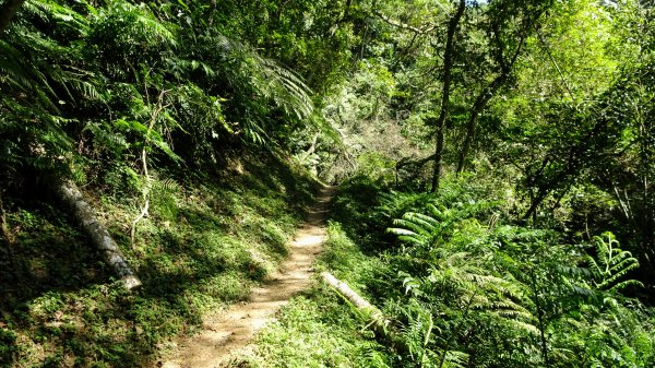 金棗，我想來點打鐵寮古道，叮咚。1150036