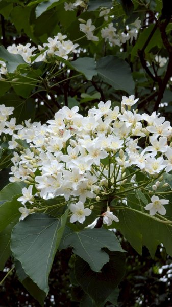 114.05.04三芝桐花步道-百年田梯步道-大鵬足湯公園2779884