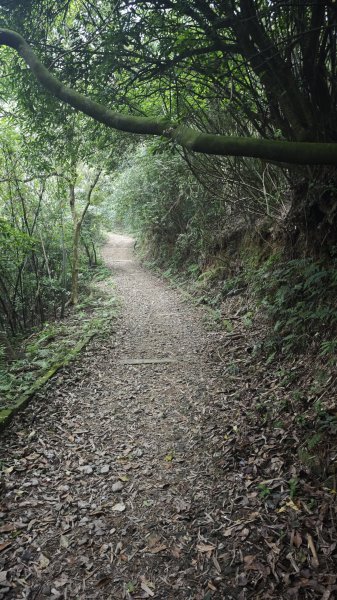 2025-0505 觀音山土路追桐花+牛港稜步道2781376