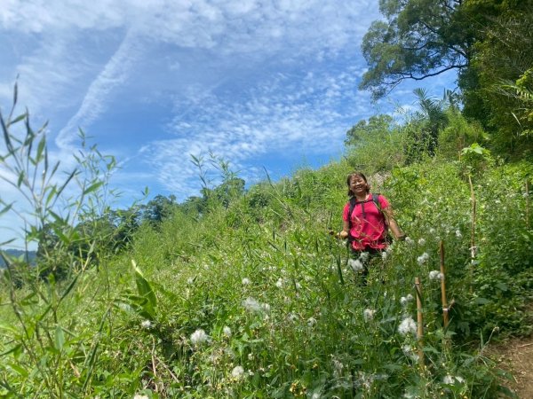 苗栗縣獅潭鄉鳴凰古道O型縱走2803669