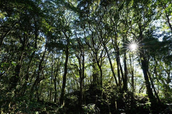 新竹 尖石 東穗山、島田山2939429