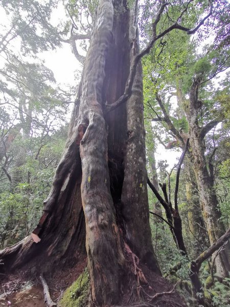 拉拉山裡，林相豐富的塔曼山 - 2022/2/51671790