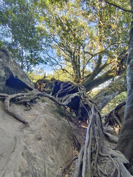 加里山（大坪登山口O繞）112/11/282362976