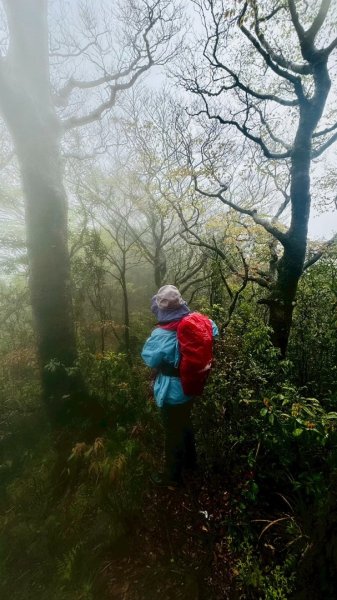 卡保石壁一葉蘭（耘夢谷上逐鹿山下O走）2809536