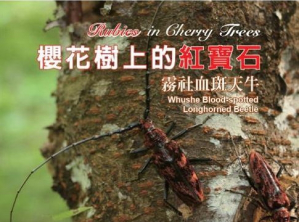 【DVD】櫻花樹上的紅寶石：霧社血斑天牛