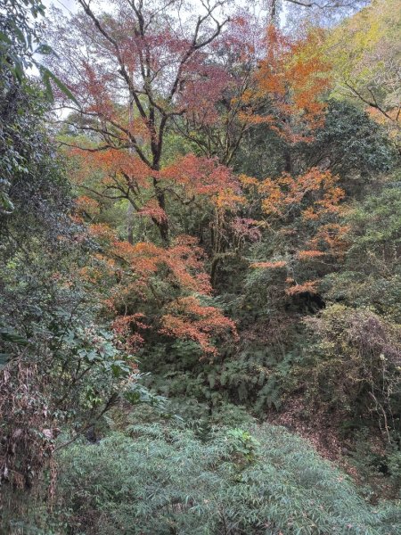 尖石鄉賞楓季-李崠山古堡、秀巒楓景、鎮西堡巨木群2958351