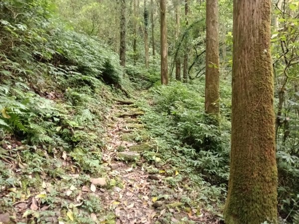 雙溪區打鐵寮山-鶯子嶺-坪溪山-烏山63號-烏山越嶺古道(坪溪山北峰)P字走3023808