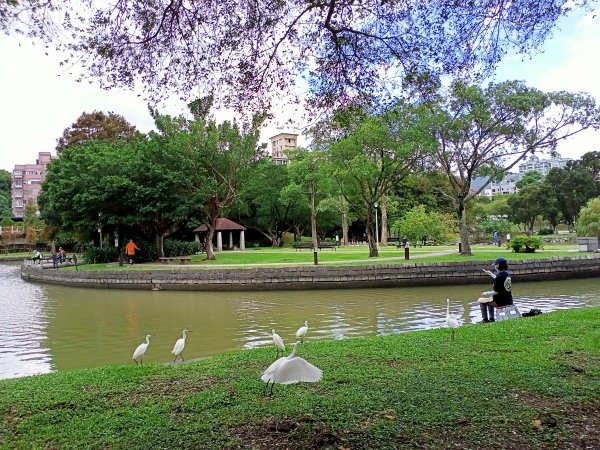 大湖公園 (防災公園)、台大椰林步道、大安森林公園《瘋狂愛尋寶》【南山神壽任務】【走路趣尋寶】封面