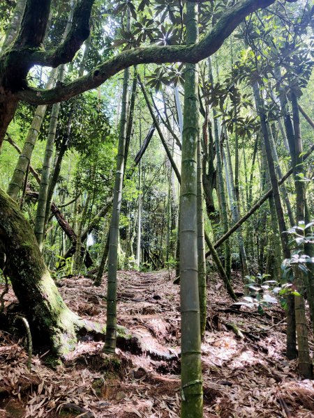 鳳凰山-隆田登山口1760459