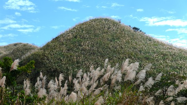 秋季品味古道與芒海的山行在猴硐牡丹山與金瓜石山2950961